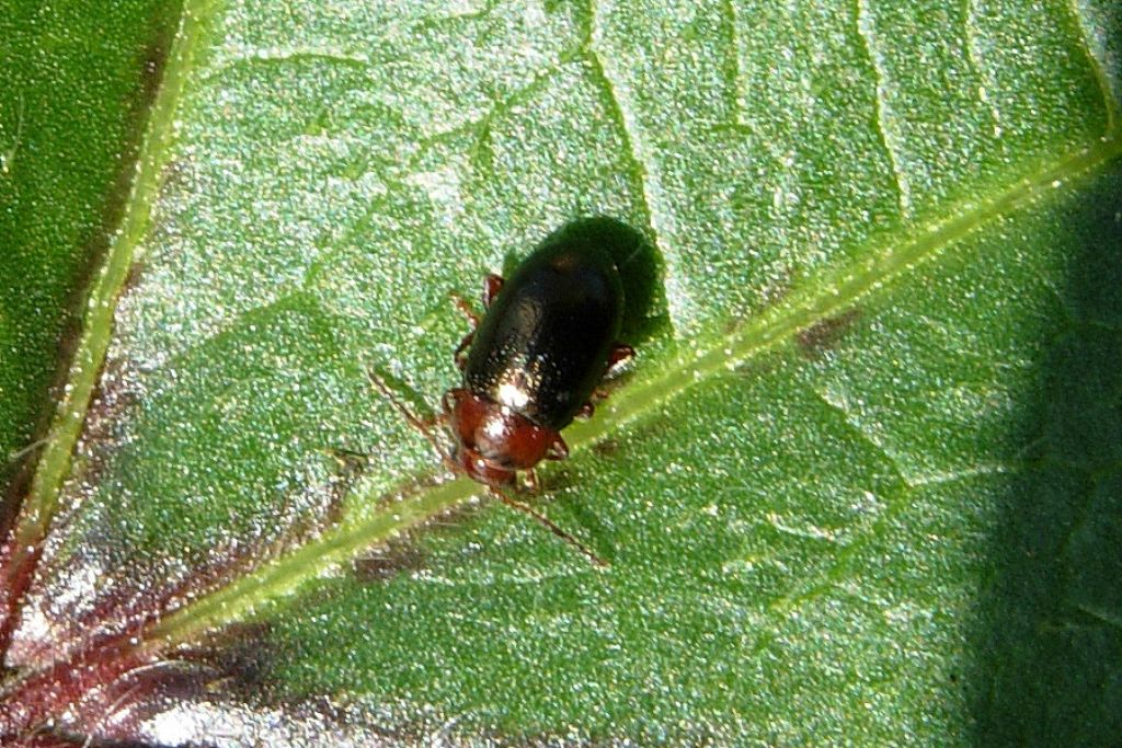 Cryptocephalus rufipes? no, Podagrica malvae (cf.)